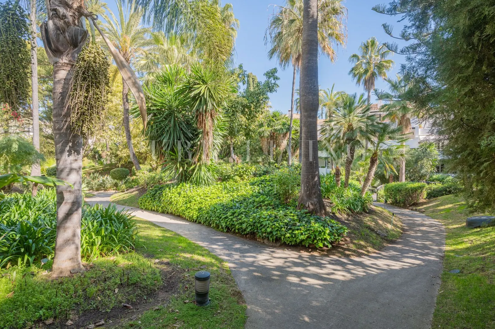 Sendero entre palmeras en los jardines